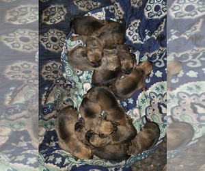 Great Dane-Rottweiler Mix Puppy for Sale in FAIR GROVE, Missouri USA