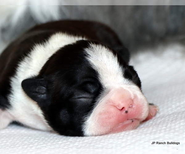 Medium Photo #5 Boston Terrier Puppy For Sale in WINNSBORO, TX, USA