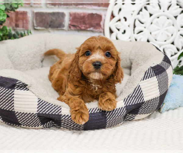 Medium Photo #11 Cavapoo (Miniature) Puppy For Sale in SYRACUSE, IN, USA
