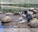 Small #2 Siberian Husky Mix