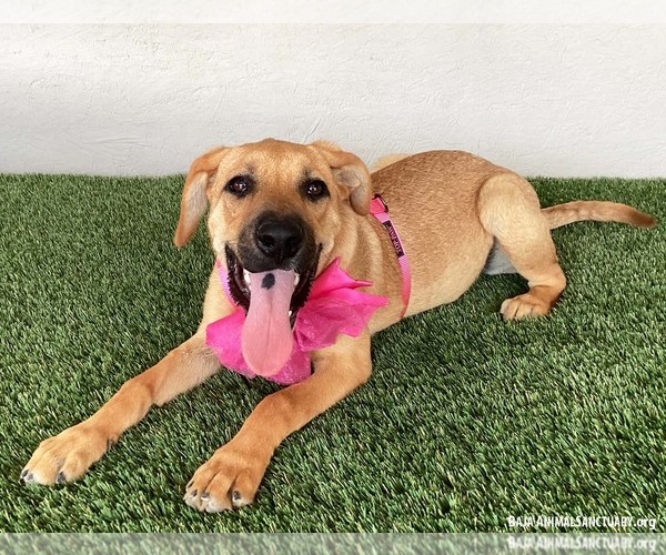 Medium Photo #2 Boxador Puppy For Sale in San Diego, CA, USA