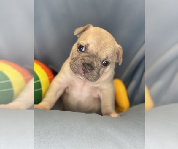 Medium Photo #10 Faux Frenchbo Bulldog Puppy For Sale in HOODSPORT, WA, USA