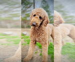 Small #2 Labradoodle