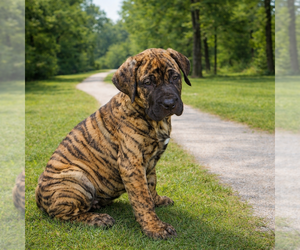 Presa Canario Puppy for sale in ANSON, ME, USA
