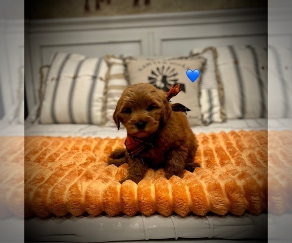 Medium Photo #1 Goldendoodle (Miniature) Puppy For Sale in SAINT JAMES, MO, USA