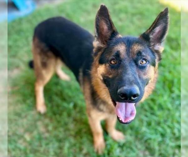 Medium Photo #2 German Shepherd Dog Puppy For Sale in Riverside, CA, USA