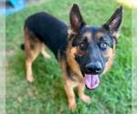 Small #1 German Shepherd Dog
