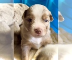 Small #8 Miniature Australian Shepherd
