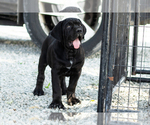 Small Photo #7 Cane Corso Puppy For Sale in WAKARUSA, IN, USA