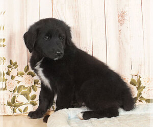 Golden Retriever-Unknown Mix Puppy for sale in PENNS CREEK, PA, USA