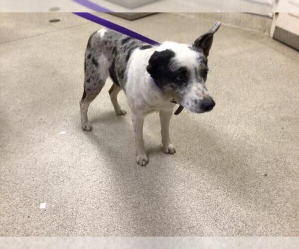 Medium Photo #1 Mutt Puppy For Sale in Riverside, CA, USA