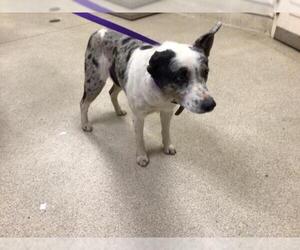 Mutt Dogs for adoption in Riverside, CA, USA