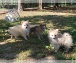 Small Photo #15 Pomeranian Puppy For Sale in DINWIDDIE, VA, USA