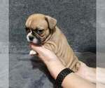 Small #5 French Bulldog