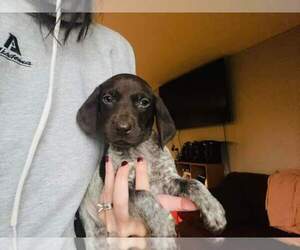 German Shorthaired Pointer Puppy for sale in VIOLA, IL, USA