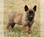 Small #1 Belgian Malinois