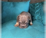 Small #6 French Bulldog