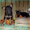 Small Photo #1 German Shepherd Dog Puppy For Sale in CARTHAGE, MO, USA