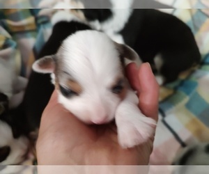 Australian Shepherd Puppy for sale in WESTFIELD, MA, USA