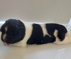 Newfoundland Puppy for Sale in POTRERO, California USA