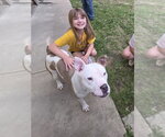 Small #3 American Bulldog-American Staffordshire Terrier Mix
