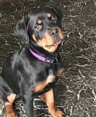 Rottweiler Puppy for sale in WILLINGBORO, NJ, USA