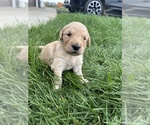 Small #4 Golden Retriever