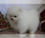 Small Photo #2 Pomeranian Puppy For Sale in SAN FRANCISCO, CA, USA