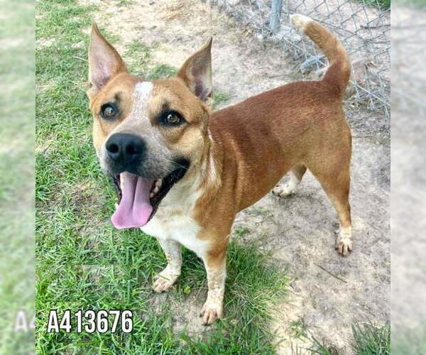 Medium Photo #2 Mutt Puppy For Sale in Conroe, TX, USA