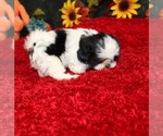 Small Shih Tzu