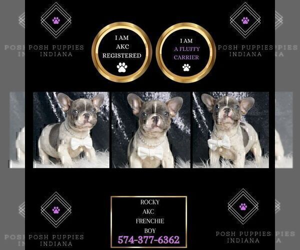 Medium Photo #50 French Bulldog Puppy For Sale in WARSAW, IN, USA