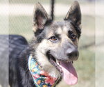 Small German Shepherd Dog Mix