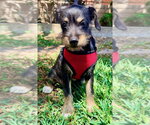 Small Mutt