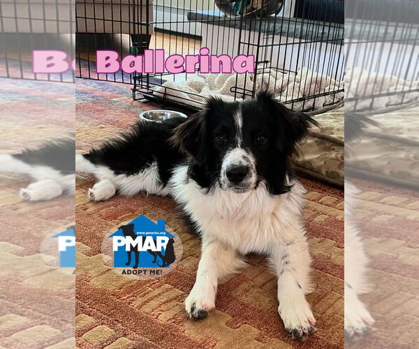 Medium Photo #1 Australian Shepherd-Great Pyrenees Mix Puppy For Sale in Binghamton, NY, USA