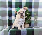Small Photo #1 French Bulldog Puppy For Sale in PARADISE, PA, USA