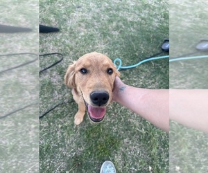 Golden Retriever Puppy for sale in BIG SPRING, TX, USA