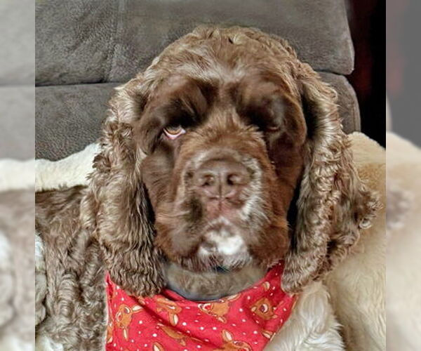 Medium Photo #8 Cocker Spaniel Puppy For Sale in Arlington, VA, USA