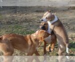 Small Photo #29 Labrador Retriever-Unknown Mix Puppy For Sale in Sebec, ME, USA