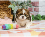 Small #1 Shih Tzu