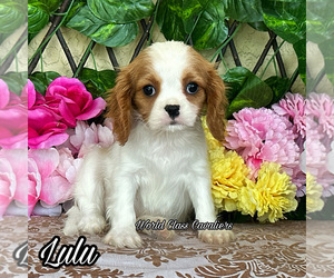 Cavalier King Charles Spaniel Puppy for sale in MIAMI, FL, USA
