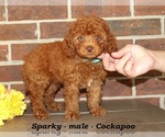 Small #4 Cockapoo (Miniature)
