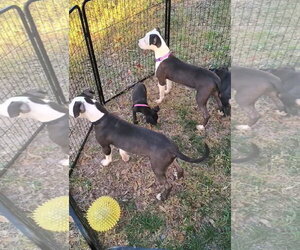 Nico- brother to Nera - Female American Pit Bull Terrier-Unknown Mix Dog for Adoption - Photo #4