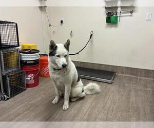 Siberian Husky-Unknown Mix Dogs for adoption in Pasadena, CA, USA