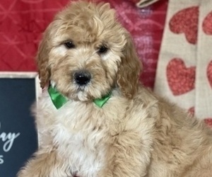 Goldendoodle Puppy for sale in LANCASTER, PA, USA