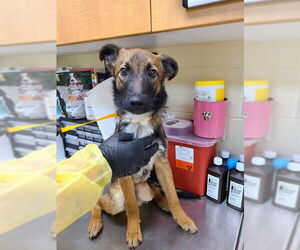 German Shepherd Dog Dogs for adoption in Ogden, UT, USA
