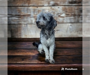 Father of the Aussiedoodle Miniature  puppies born on 03/07/2024