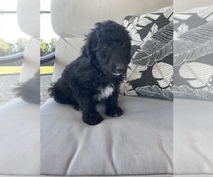 Aussiedoodle Puppy for sale in CUNNINGHAM, KY, USA