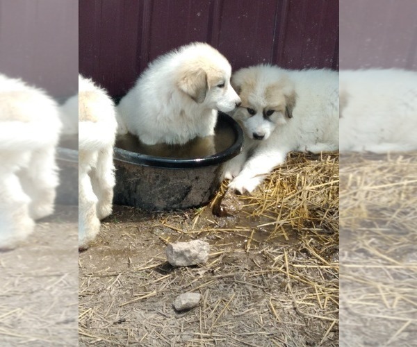Medium Photo #19 Great Pyrenees Puppy For Sale in MOODY, MO, USA
