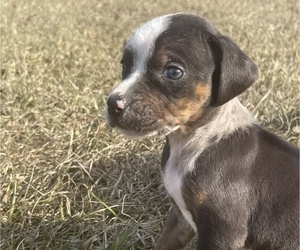 Catahoula Leopard Dog Puppy for Sale in LUMBERTON, Mississippi USA