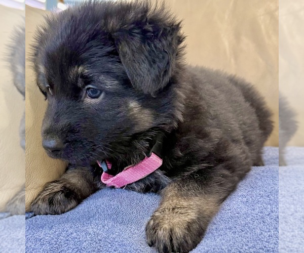 Medium Photo #44 German Shepherd Dog Puppy For Sale in BRIGHTON, CO, USA